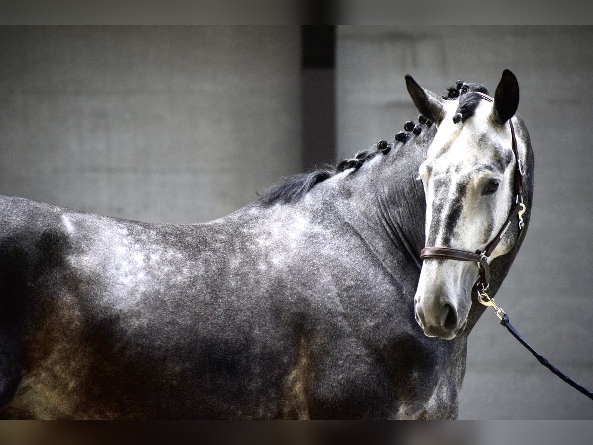 KWPN Stallion 4 years 17 hh Gray-Dark-Tan in Courrière