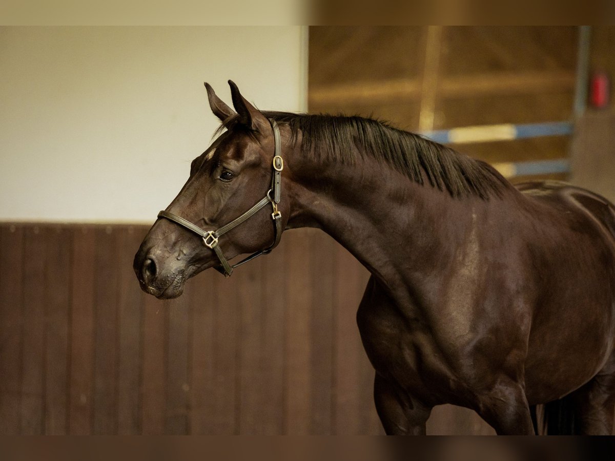 KWPN Stallion 4 years 17 hh Smoky-Black in Dedemsvaart