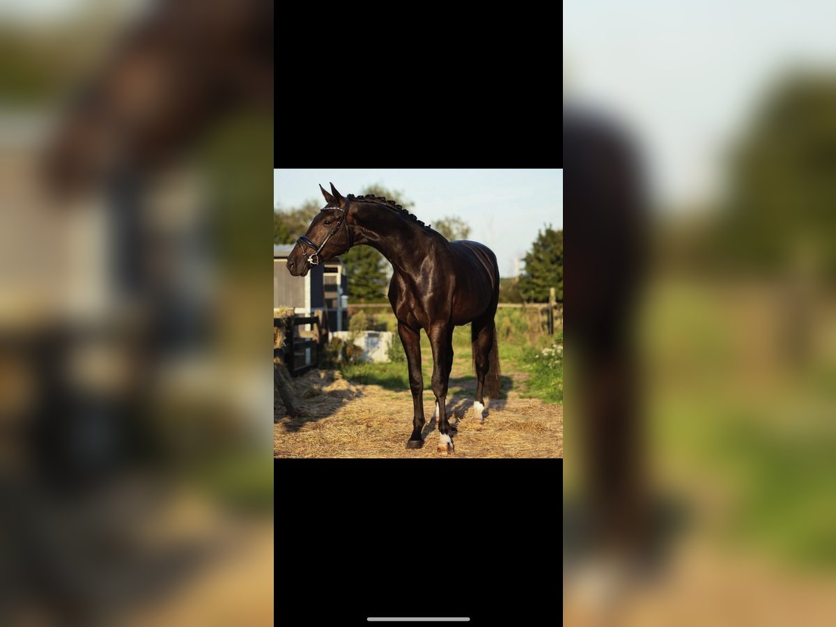 KWPN Stallion 4 years 17,2 hh Smoky-Black in Erp