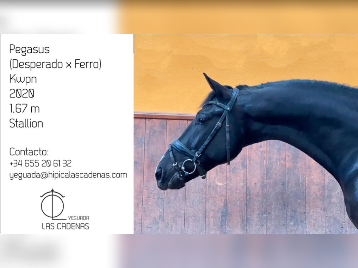 KWPN Stallion 5 years 16,1 hh Black in camarma