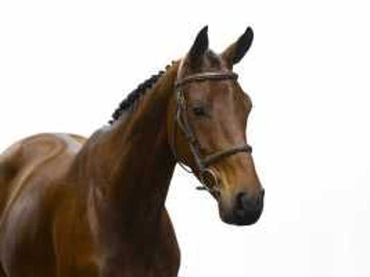 KWPN Stallion 5 years 16,1 hh Brown in Waddinxveen