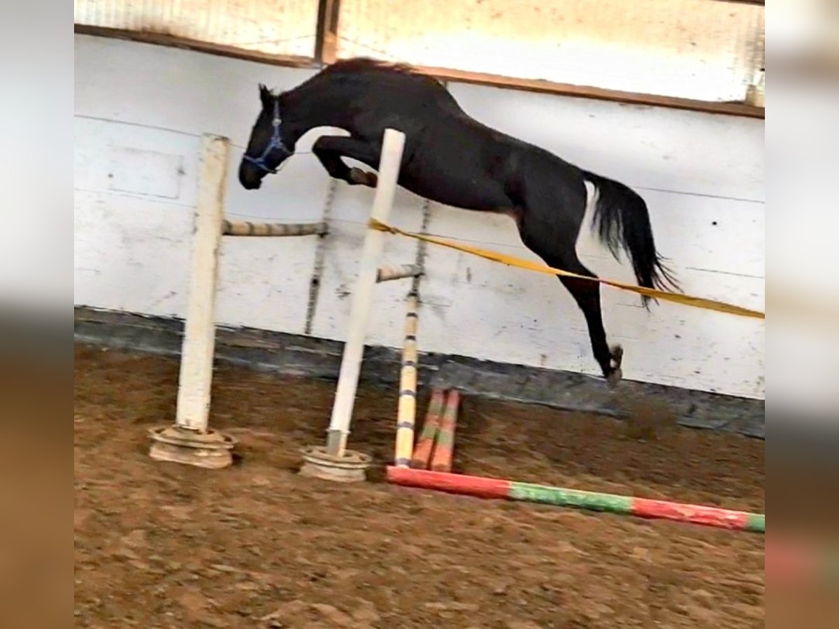 KWPN Stallion 5 years 16,2 hh Black in Békéscsaba