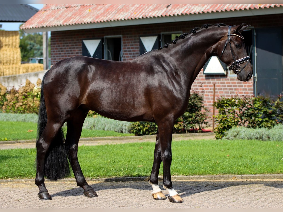 KWPN Stallion 5 years 16,2 hh Brown in Rees