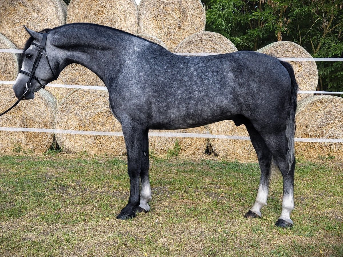 KWPN Stallion 5 years 16,1 hh Grey-Dapple in B&#xE9;k&#xE9;s