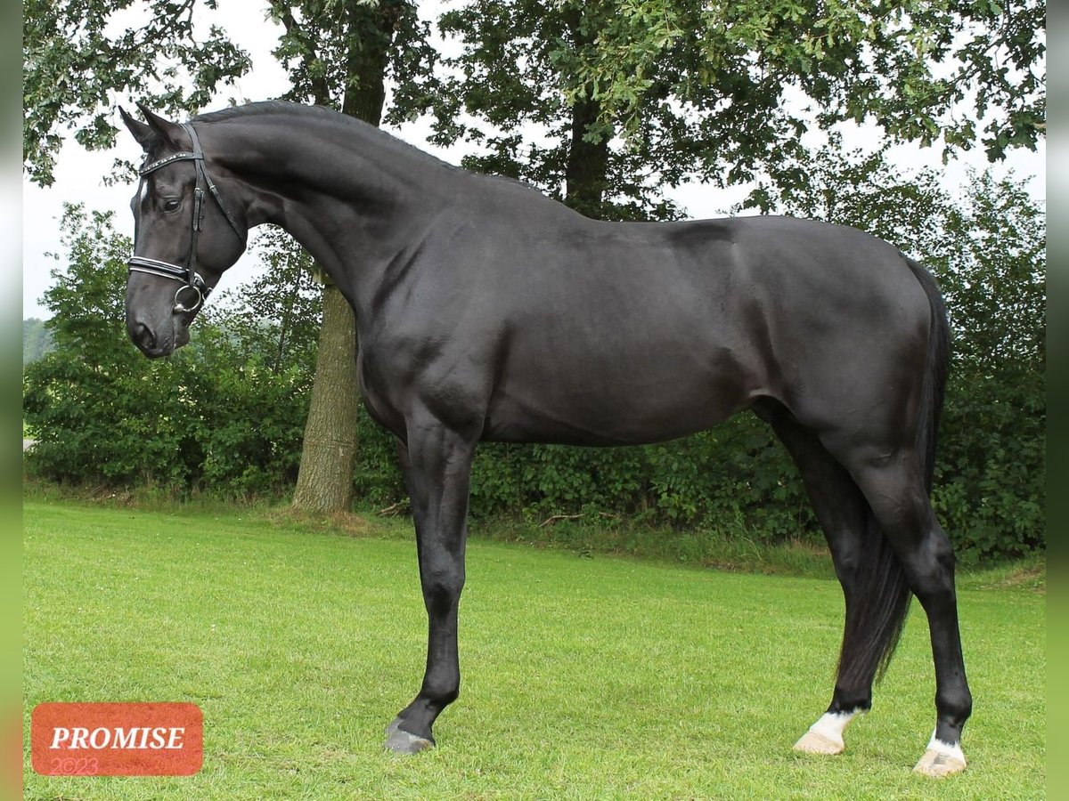 KWPN Stallion 5 years in Appiano Gentile