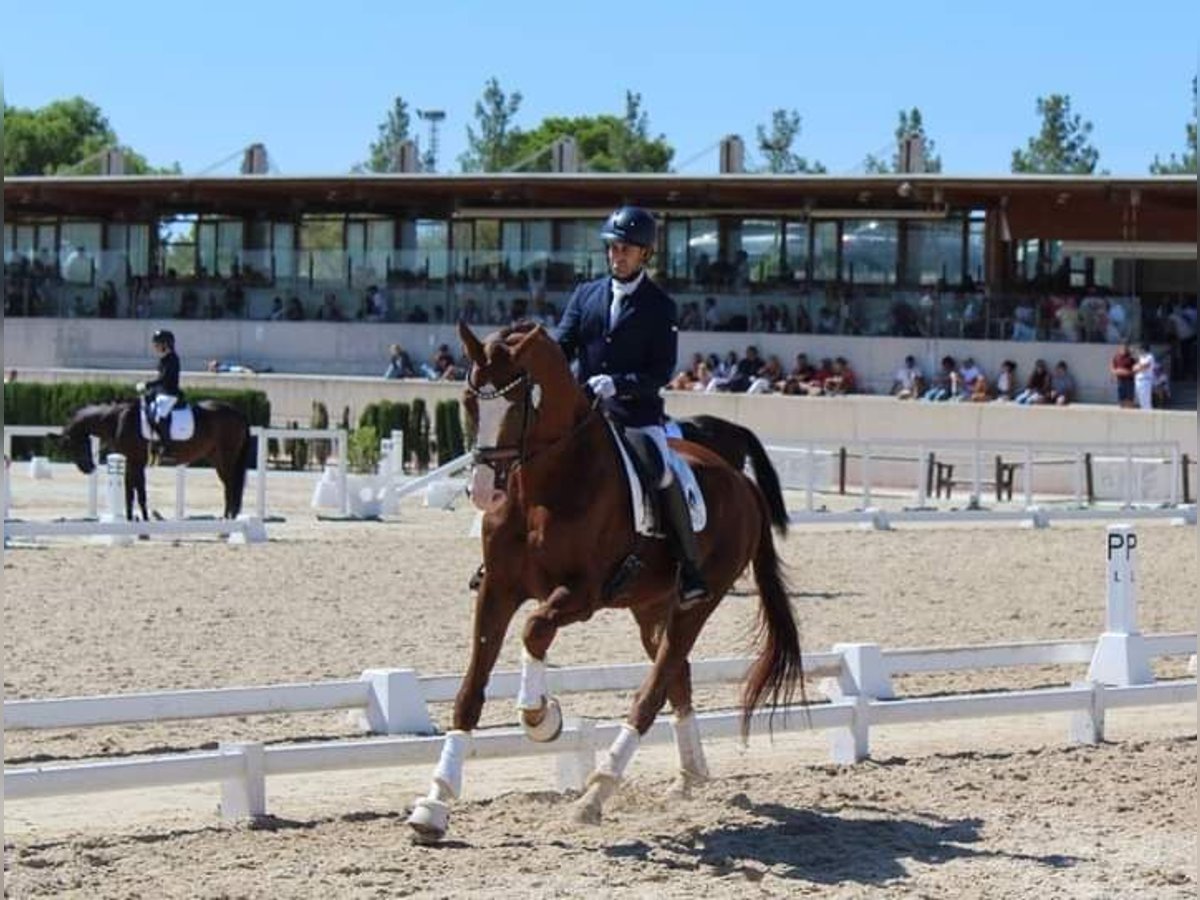 KWPN Stallion 6 years 16,3 hh Chestnut-Red in Torre Pacheco