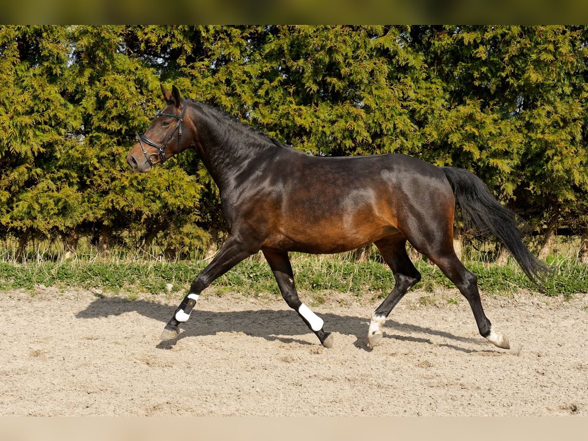 KWPN Stallion 6 years 16 hh Bay-Dark in Arum