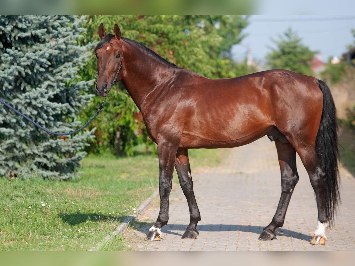 KWPN Stallion 8 years 16,1 hh Bay in MOLDOVA / BALTI