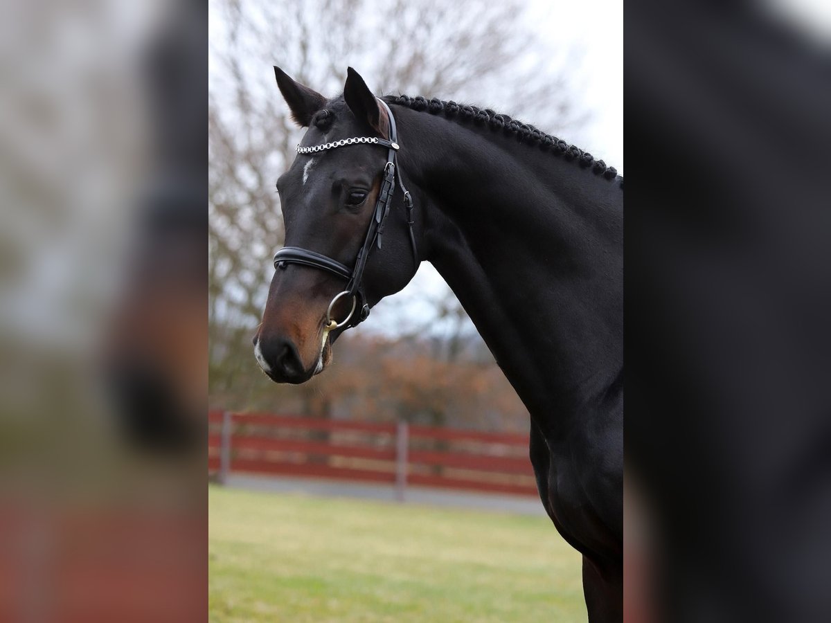 KWPN Stallion 8 years 16,2 hh Smoky-Black in Region Prag