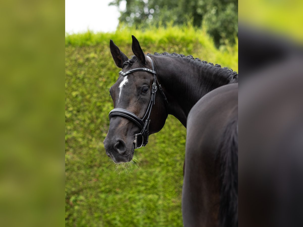 KWPN Stallion 8 years 17,1 hh Smoky-Black in Siegerswoude