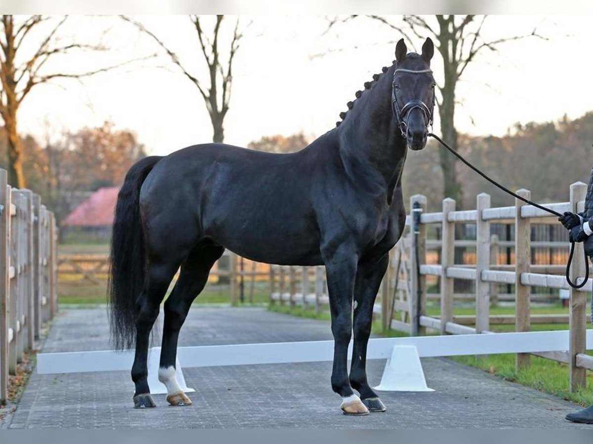 KWPN Stallion Black in asten