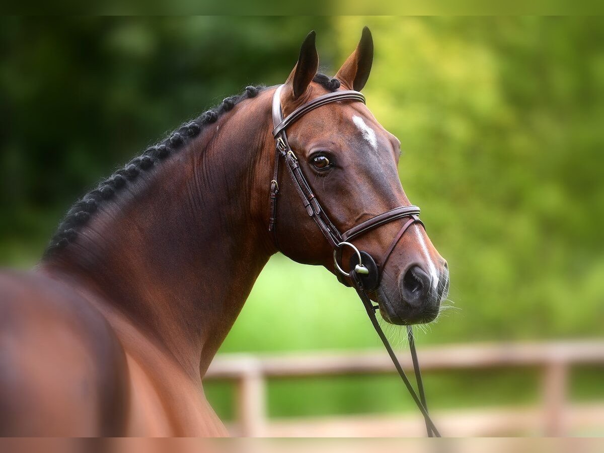 KWPN Stallion Brown in Pfarrkirchen