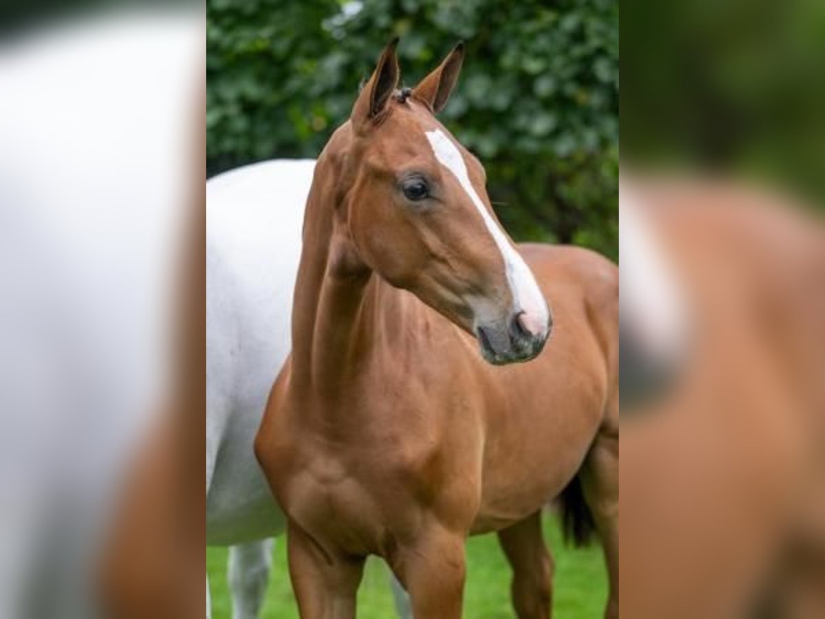 KWPN Stallion  12,2 hh Brown in Eibergen