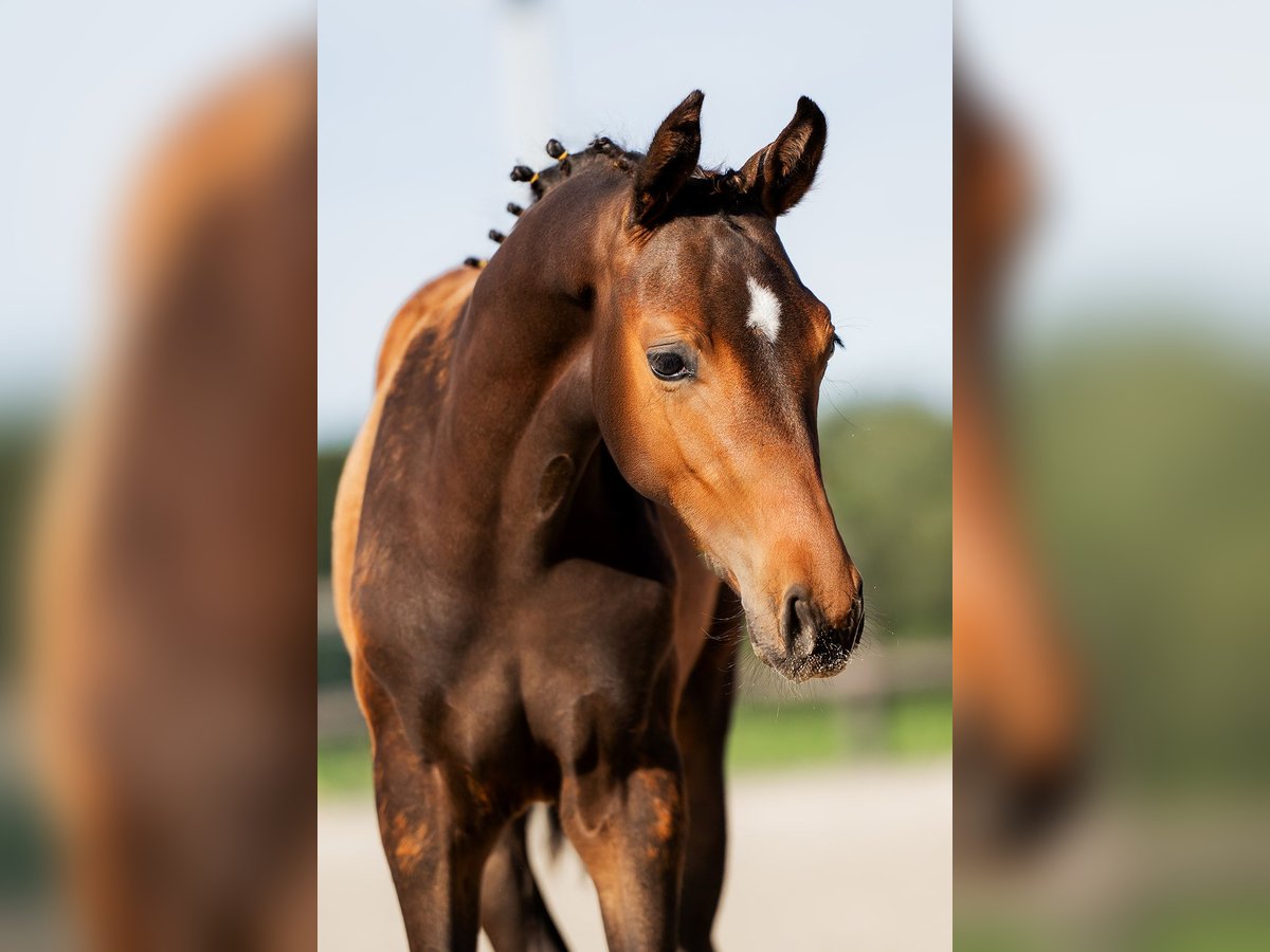 KWPN Stallion Foal (05/2025) 13,1 hh Smoky-Black in Landgraaf