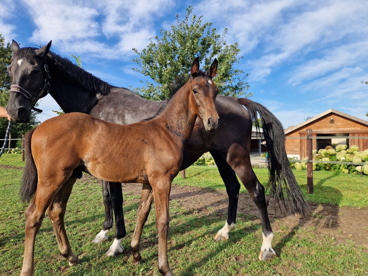 KWPN Stallion Foal (07/2024) 16,1 hh Bay-Dark in Maastricht