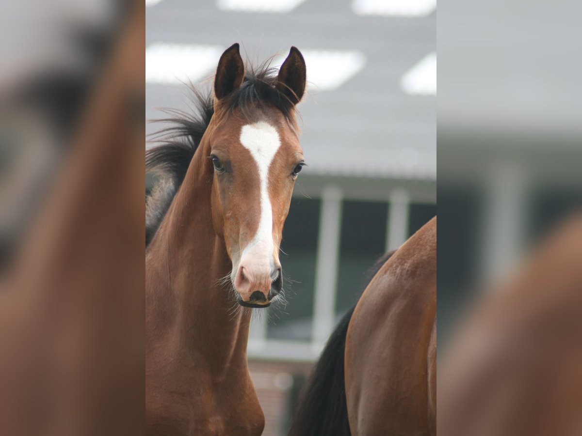 KWPN Stallion Foal (03/2024) 16,1 hh Brown in Oploo