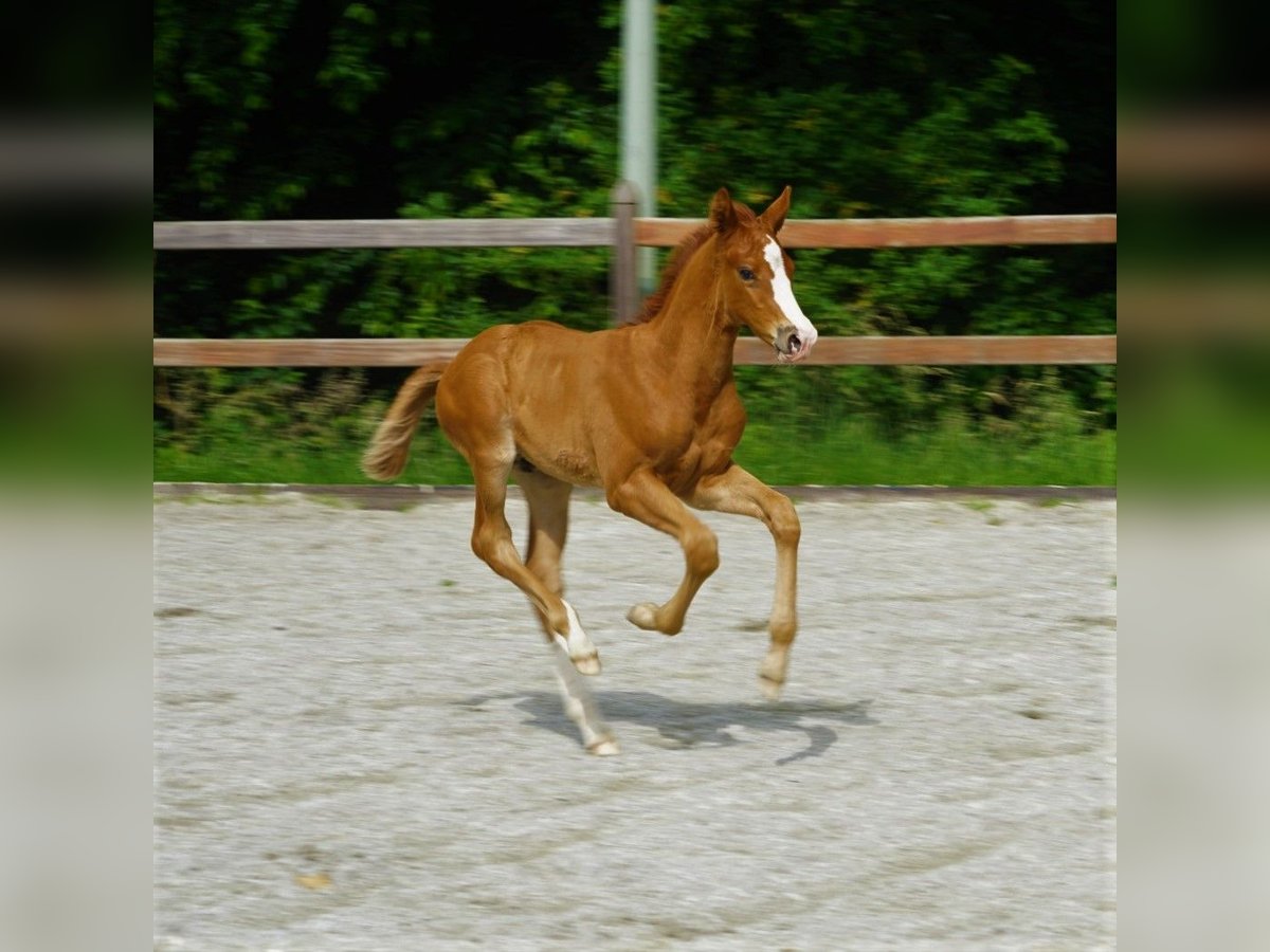 KWPN Stallion Foal (05/2024) 16,2 hh Sorrel in Bergen L