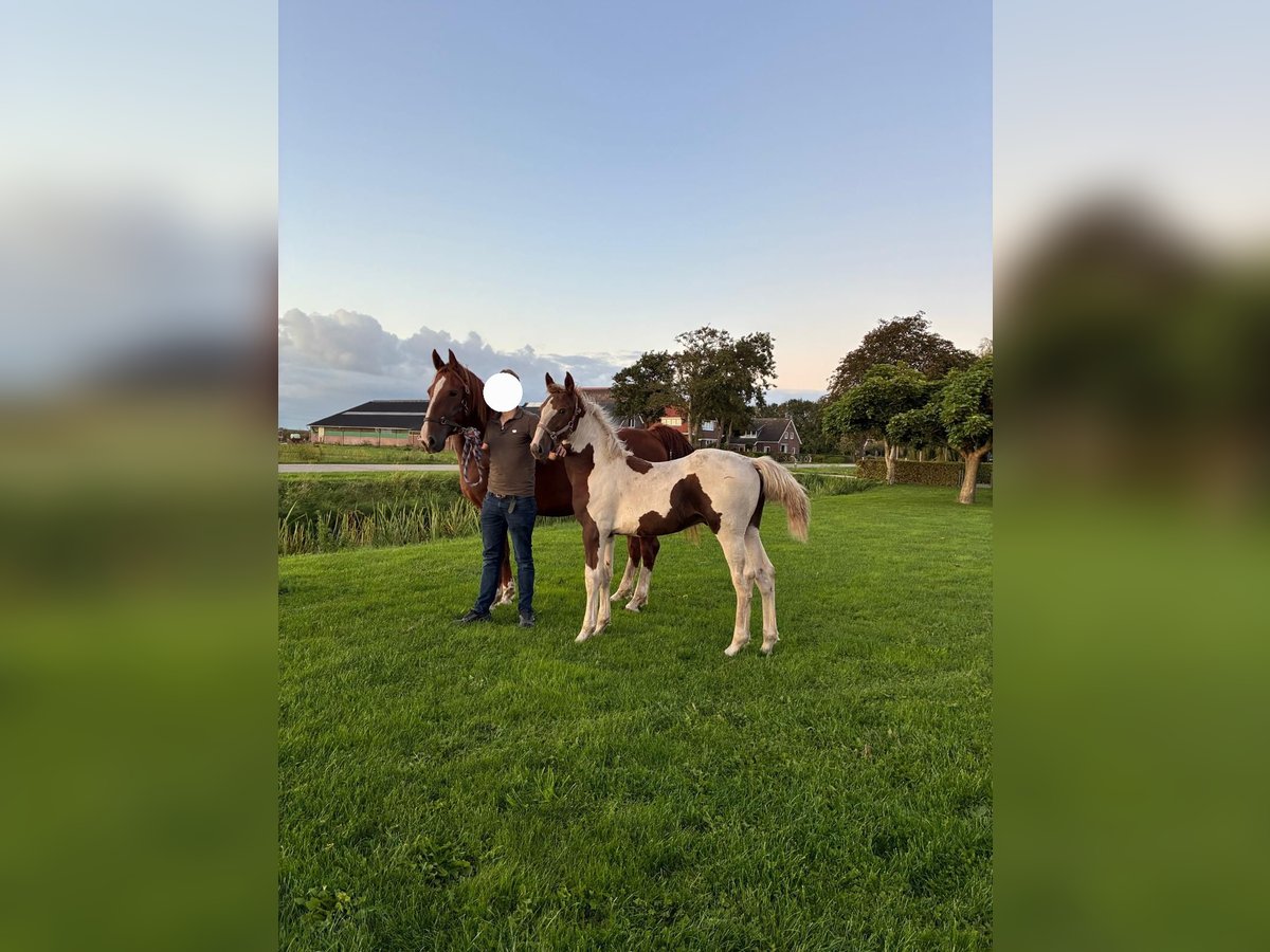 KWPN Stallion Foal (04/2025) 16 hh Chestnut in Staphorst