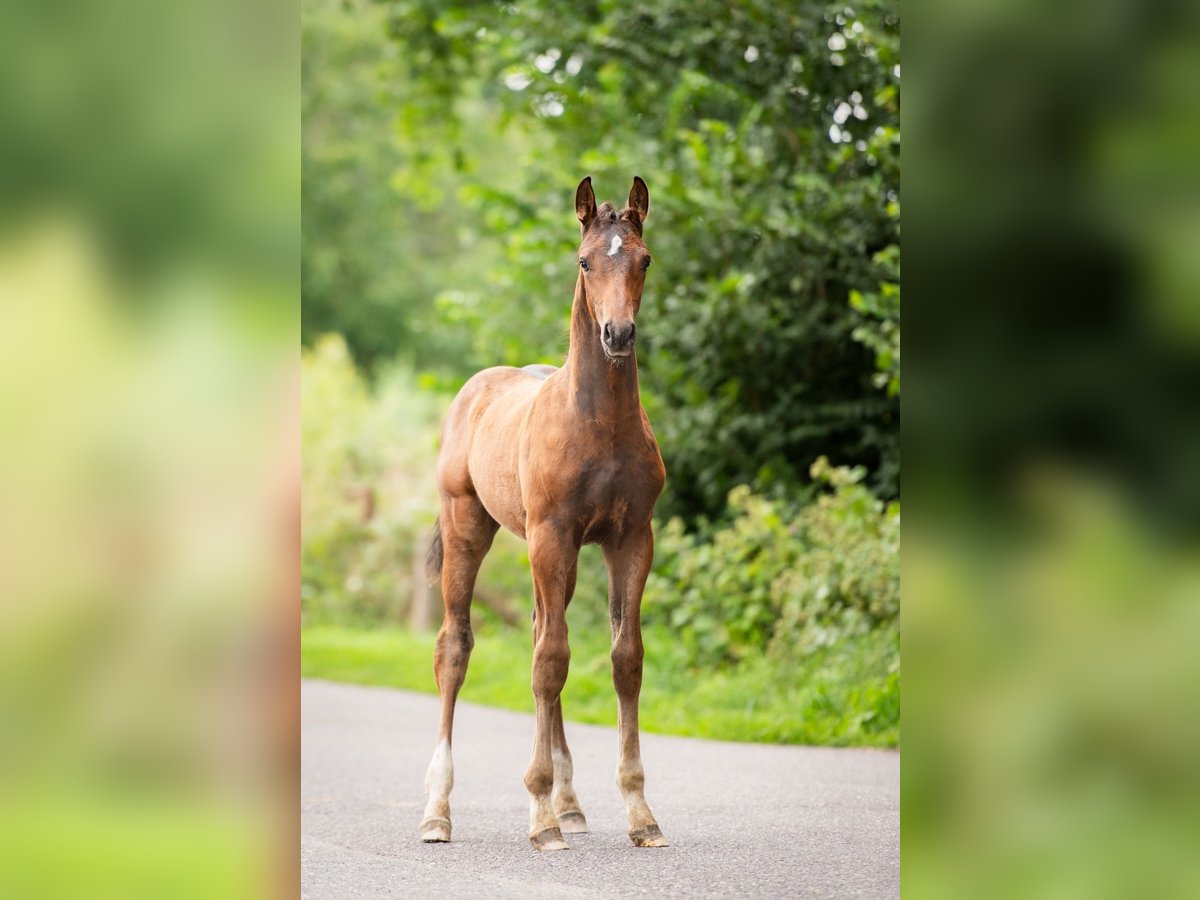 KWPN Stallion Foal (03/2025) 16,1 hh Brown in Wamel