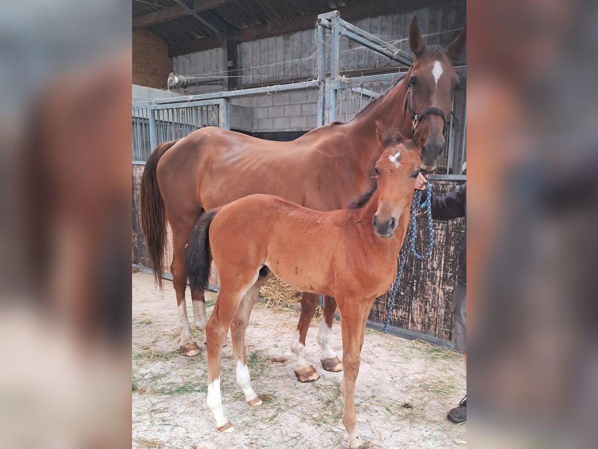 KWPN Stallion Foal (05/2025) 16,1 hh Brown in Geraardsbergen