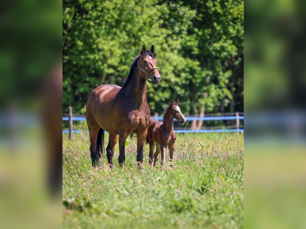 KWPN Stallion Foal (04/2025) 16,1 hh Smoky-Black in Den Dungen