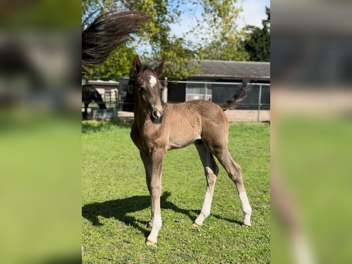 KWPN Mix Stallion  16,2 hh Bay-Dark in Maasbree