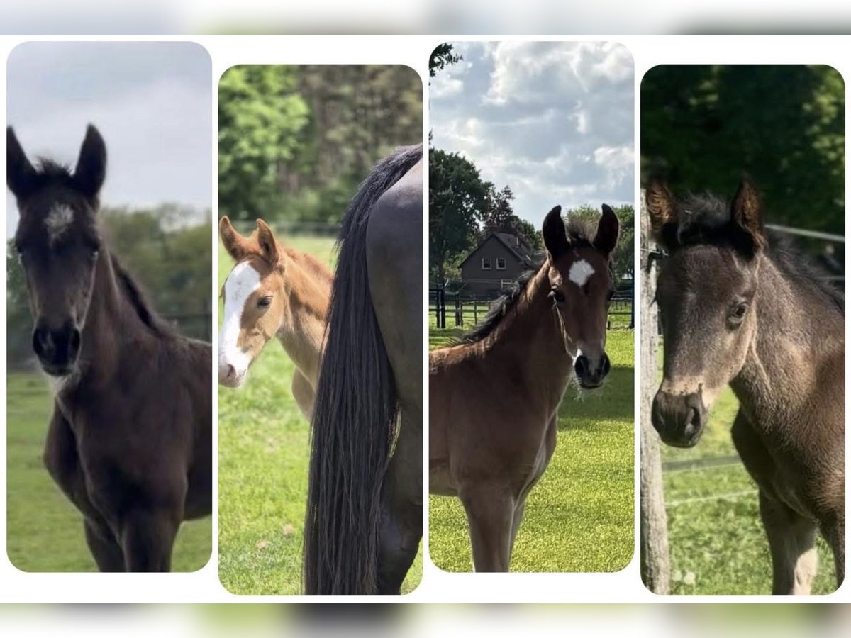 KWPN Stallion Foal (04/2025) 16,2 hh in M&#xF6;nchengladbach