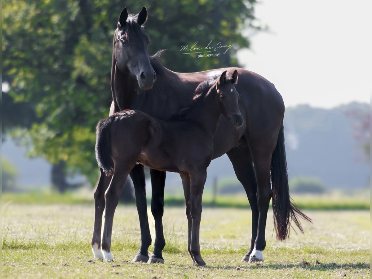 KWPN Stallion Foal (05/2025) 16,2 hh Smoky-Black in Tilburg