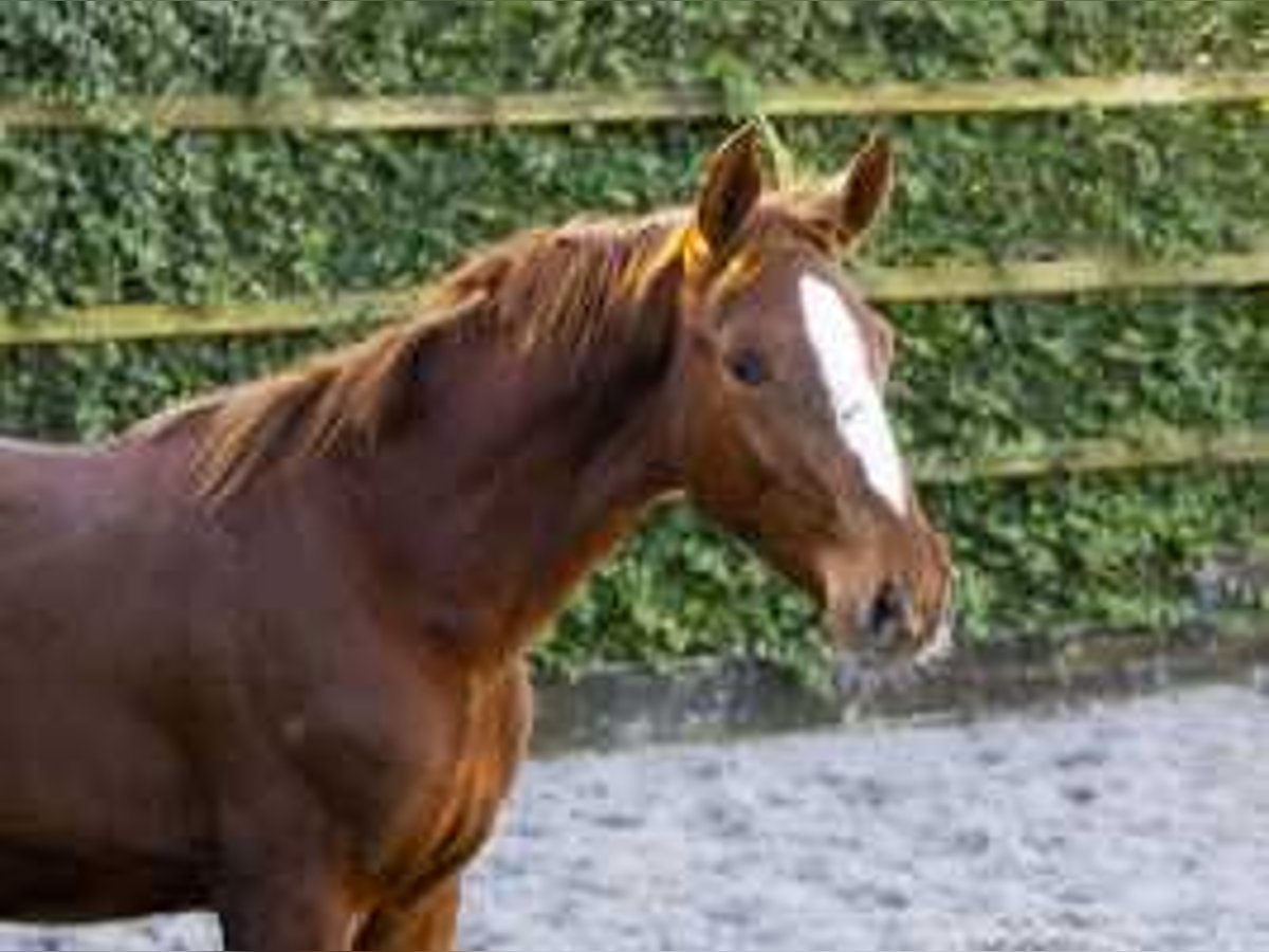 KWPN Stallion  17 hh Chestnut-Red in Waddinxveen