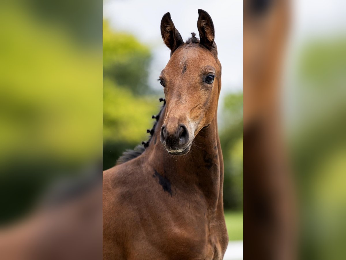 KWPN Stallion Foal (01/2024) Bay-Dark in Rijpwetering