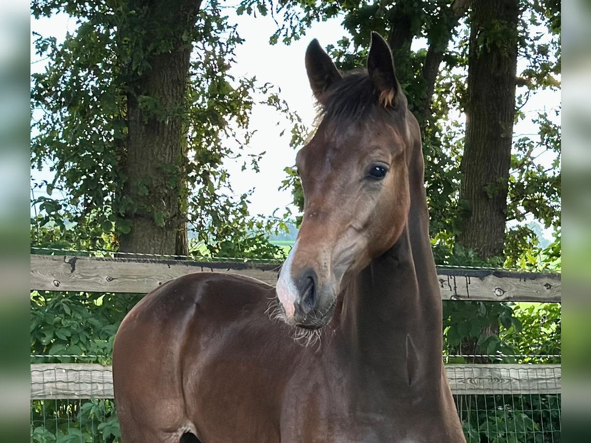 KWPN Stallion Foal (02/2025) Bay-Dark in Slagharen