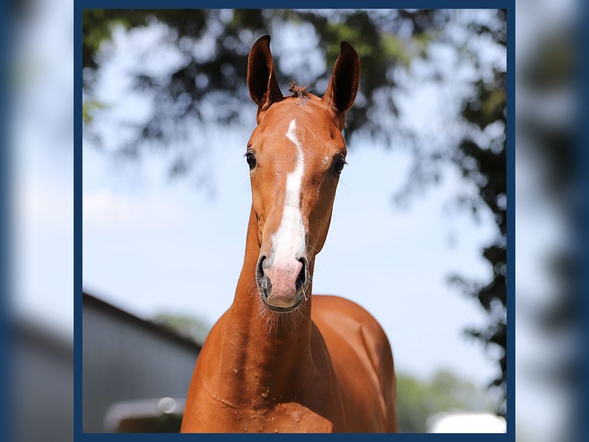 KWPN Stallion Foal (03/2024) Bay-Dark in Gieten