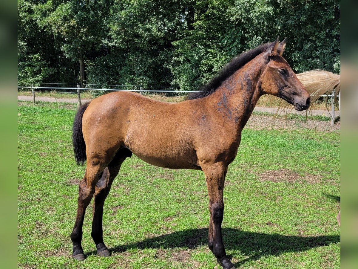 KWPN Stallion Foal (05/2025) Bay-Dark in Schaijk