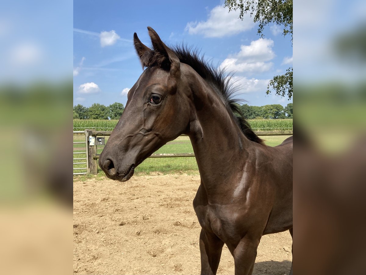 KWPN Stallion Foal (01/2025) Bay-Dark in Westendorp