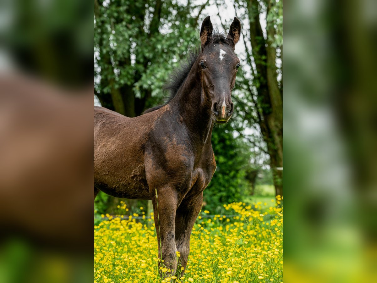 KWPN Stallion Foal (02/2024) Black in Alphen aan den rijn