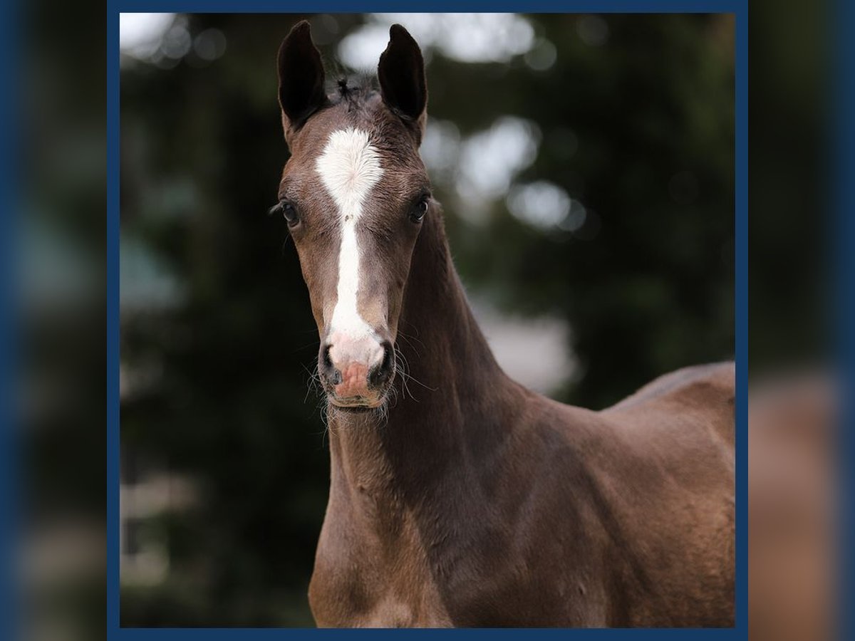 KWPN Stallion Foal (06/2024) Black in Gieten