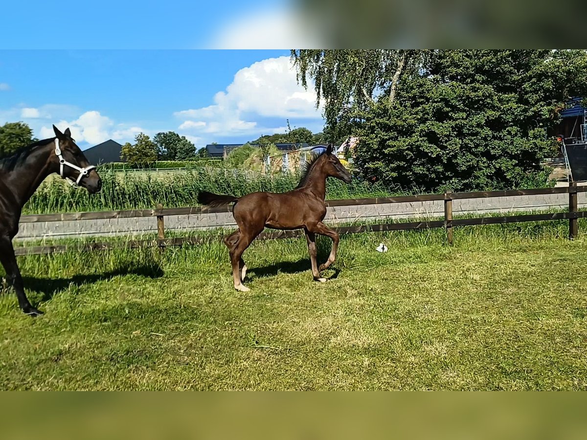 KWPN Stallion Foal (04/2024) Black in Oldebroek