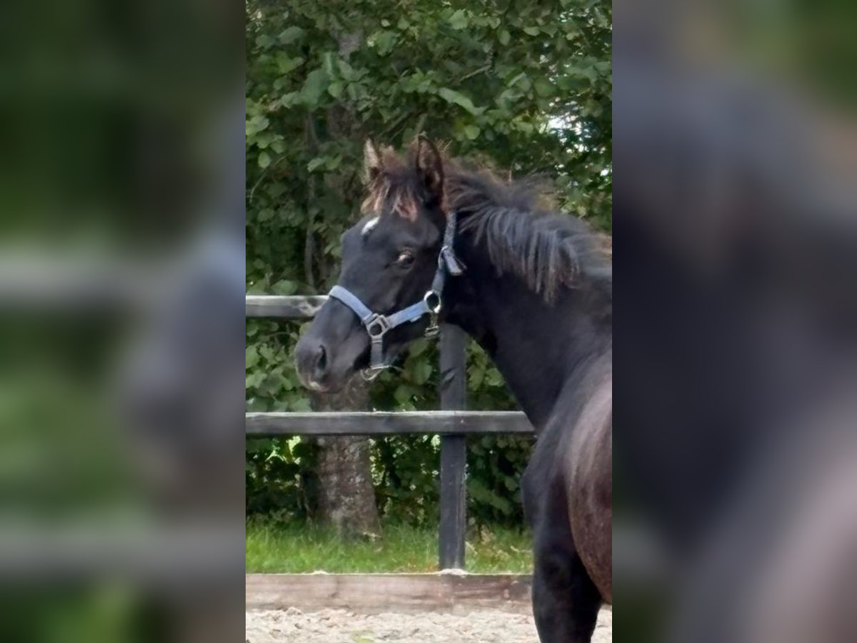 KWPN Stallion Foal (04/2025) Black in Siddeburen KWPN Stallion Foal (04/2025) Black in Siddeburen