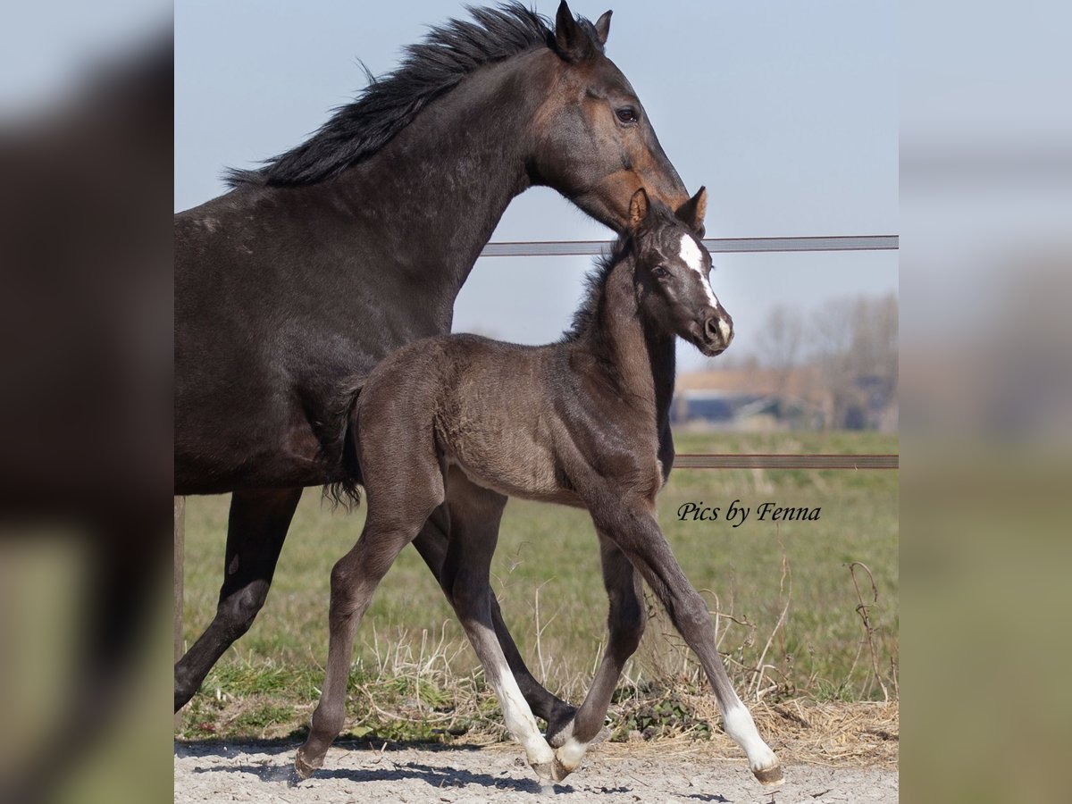 KWPN Stallion  Black in Sneek