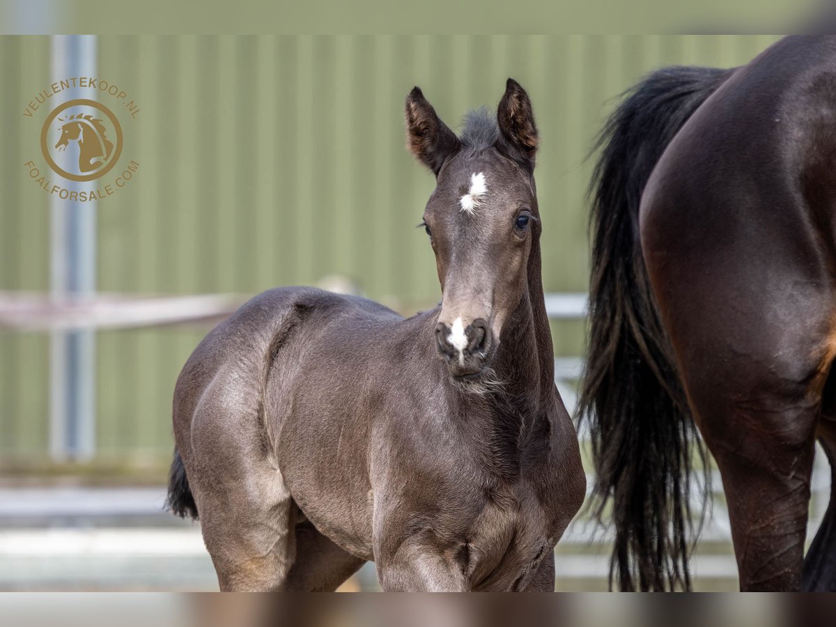 KWPN Stallion Foal (03/2024) Black in Lith