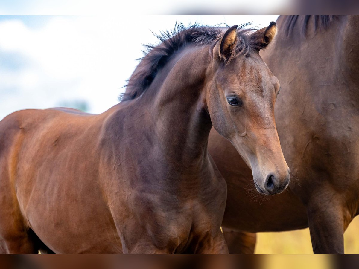 KWPN Stallion Foal (04/2025) Brown in Mill KWPN Stallion Foal (04/2025) Brown in Mill
