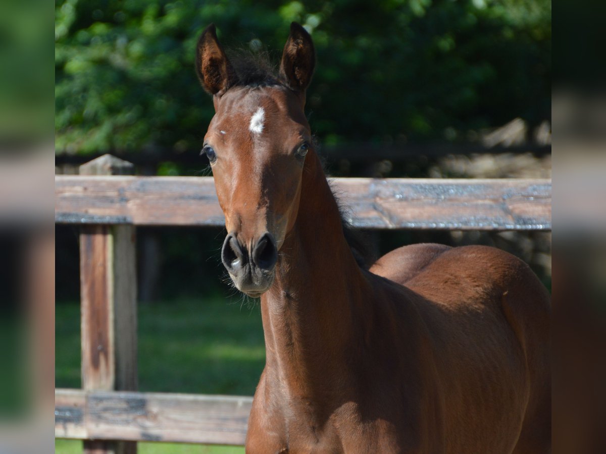 KWPN Stallion Foal (05/2025) Brown in Darp