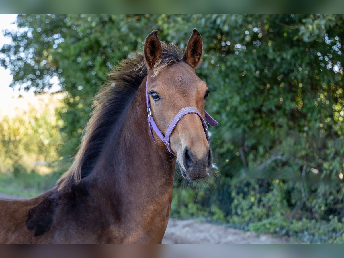 KWPN Stallion Foal (04/2025) Brown in de Wijk