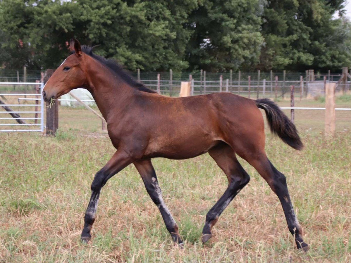 KWPN Stallion Foal (03/2025) Brown in DESTELBERGEN