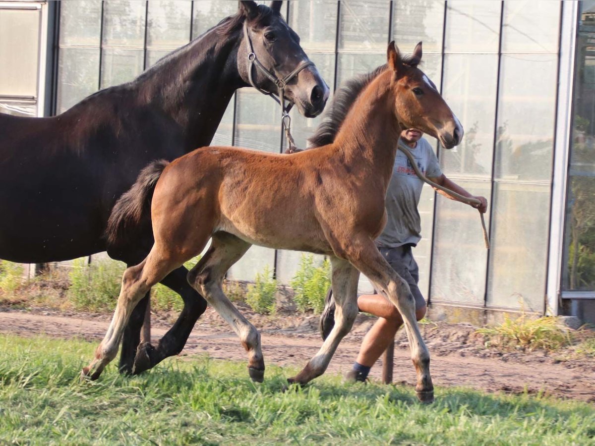 KWPN Stallion Foal (03/2025) Brown in DESTELBERGEN