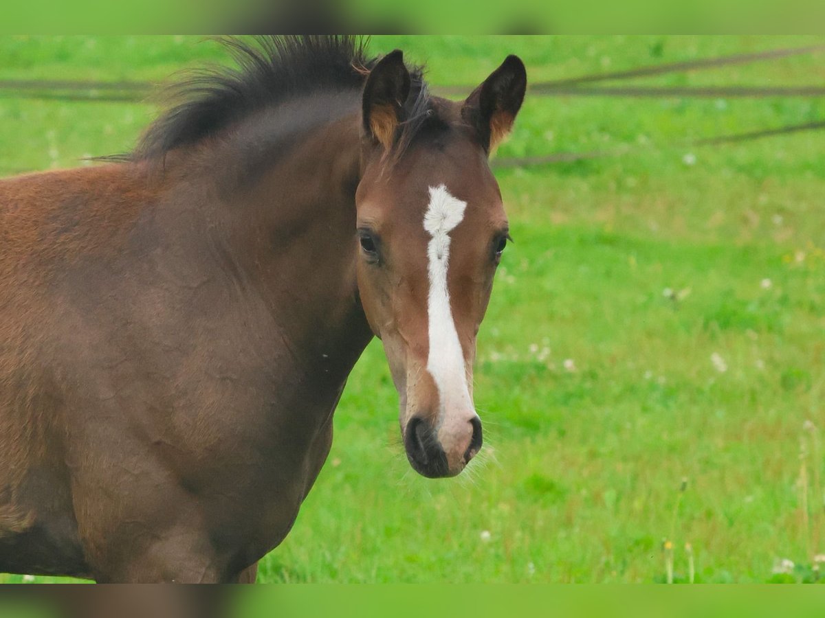 KWPN Stallion Foal (04/2025) Brown in Eursinge