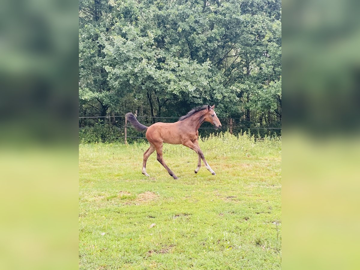 KWPN Stallion  Brown in Evergem