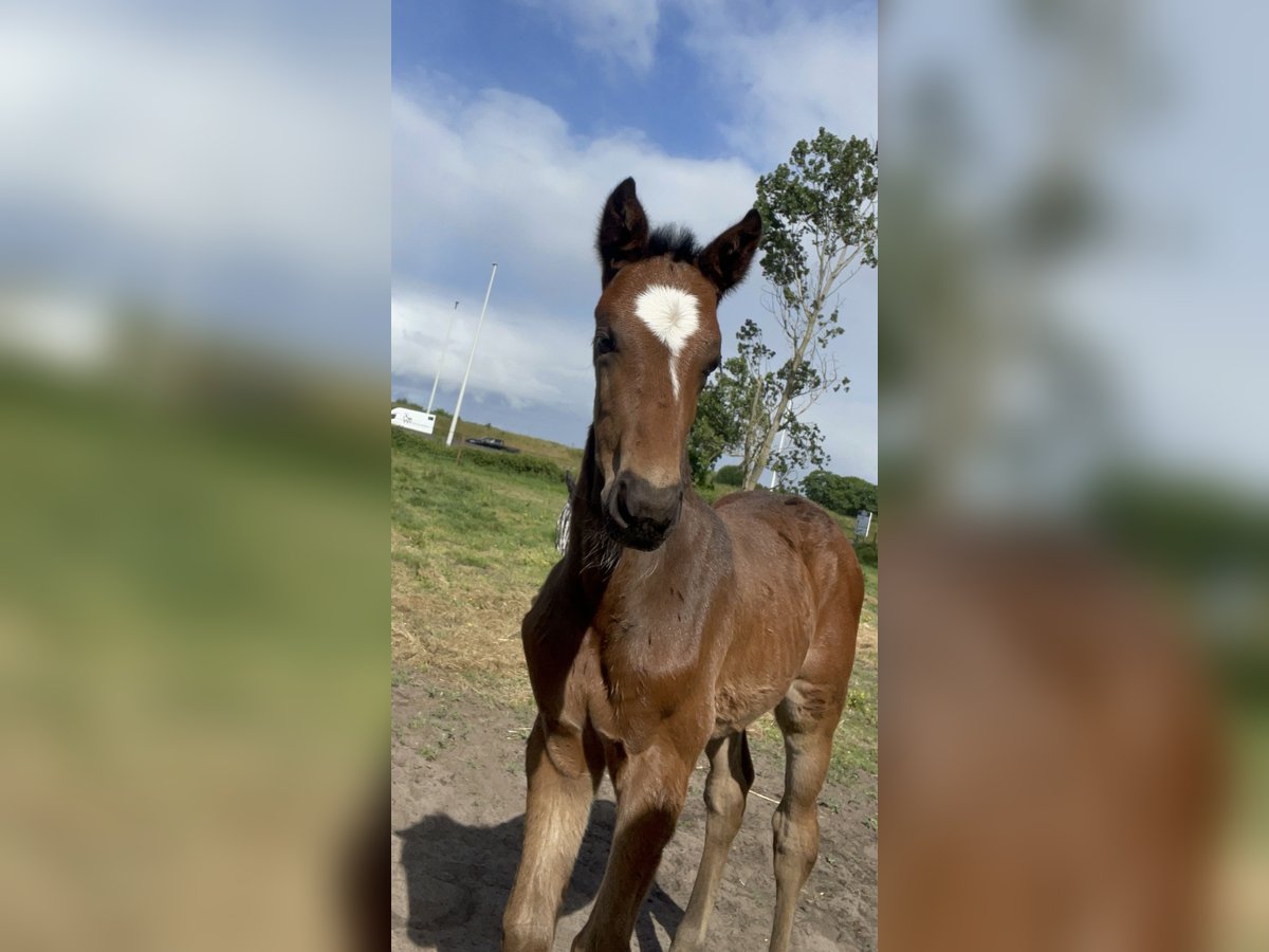 KWPN Stallion  Brown in Evergem