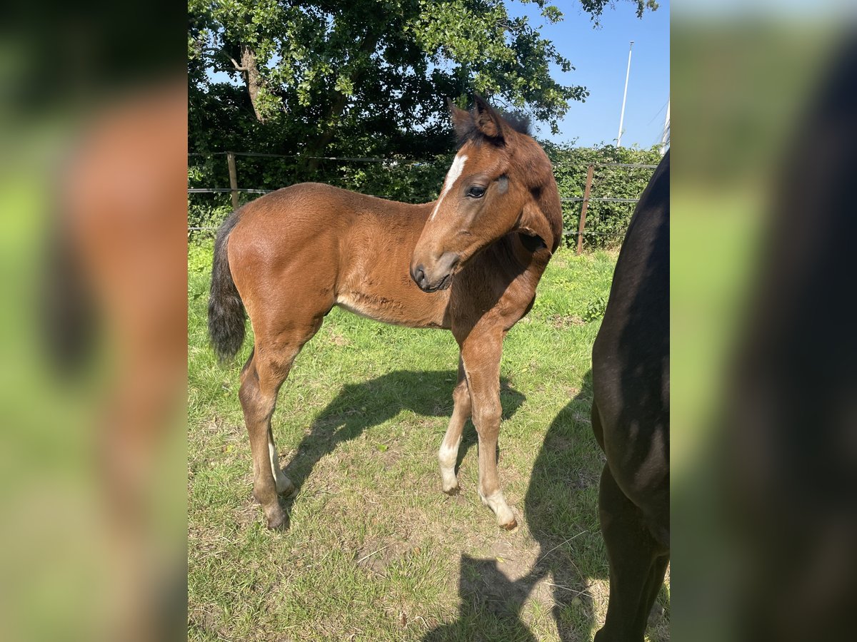KWPN Stallion  Brown in Evergem
