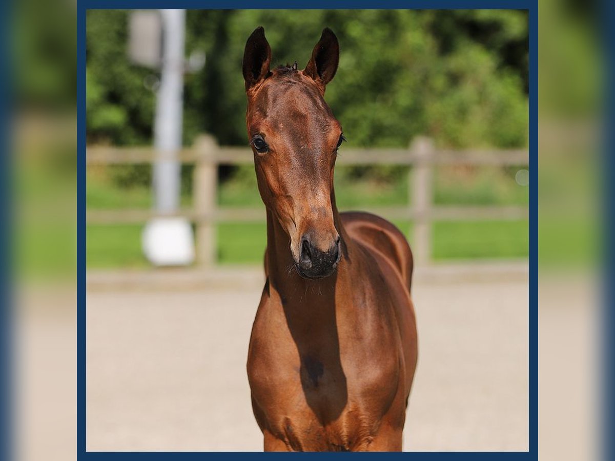 KWPN Stallion Foal (05/2024) Brown in Gieten